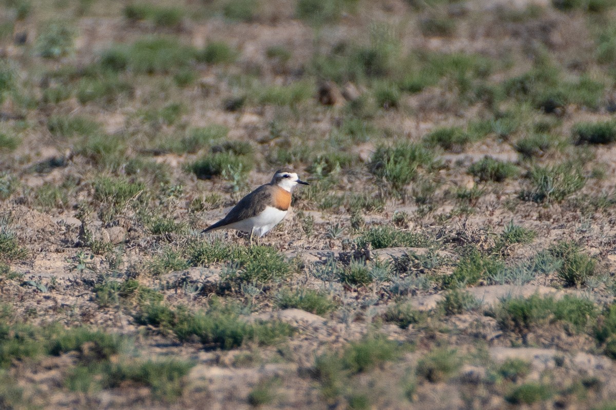 Caspian Plover - ML620542750