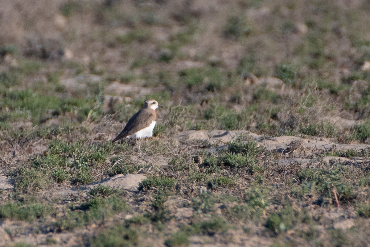 Caspian Plover - ML620542756