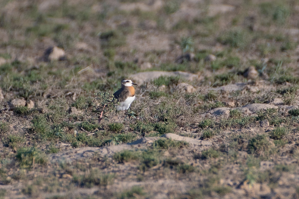 Caspian Plover - ML620542760