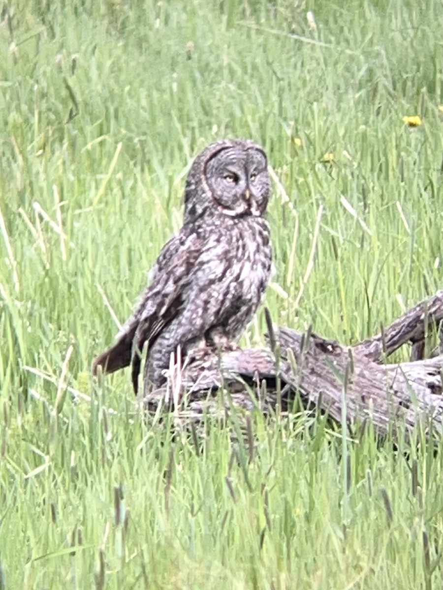 Great Gray Owl - ML620542761