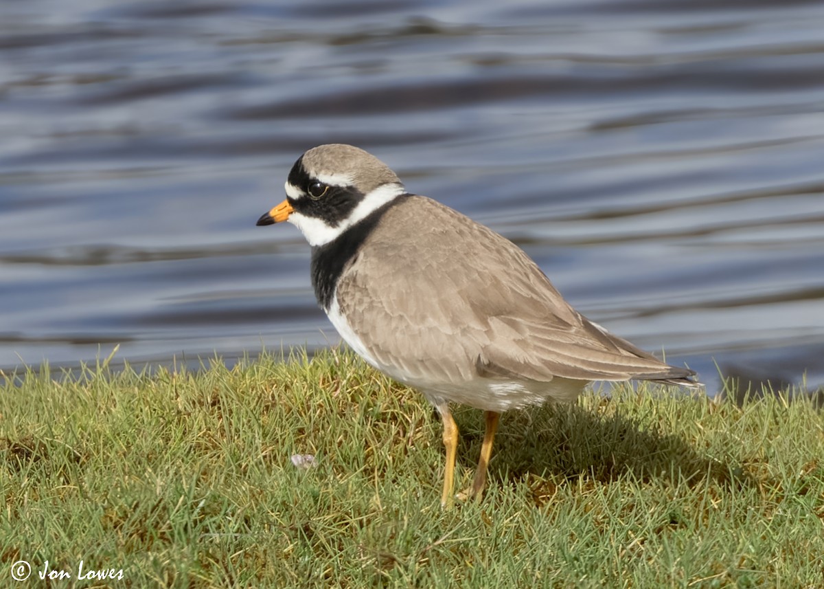 Common Ringed Plover - ML620542762