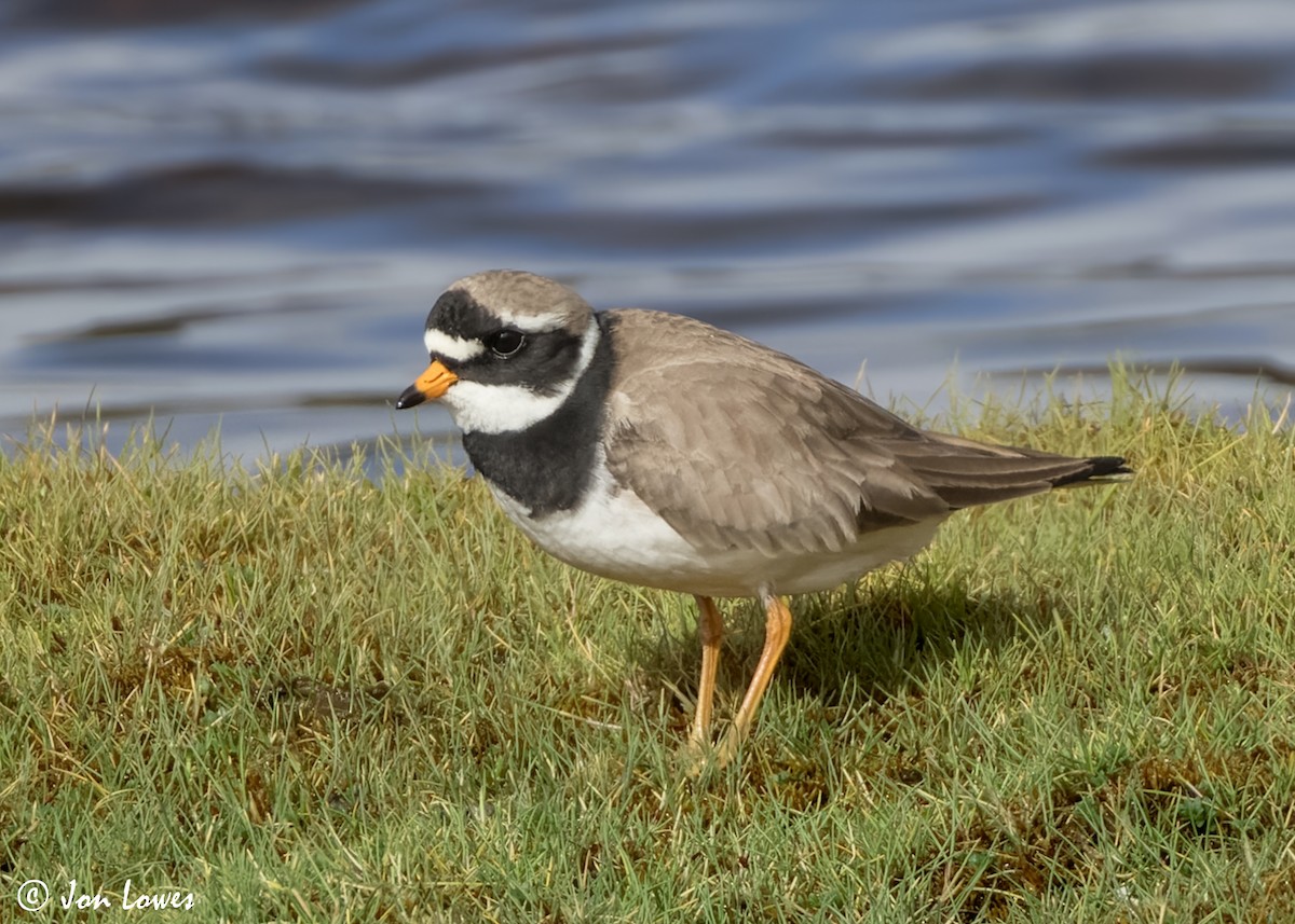 Common Ringed Plover - ML620542763