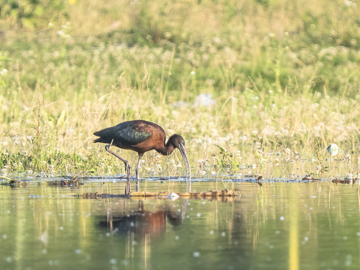 ibis hnědý - ML620542770