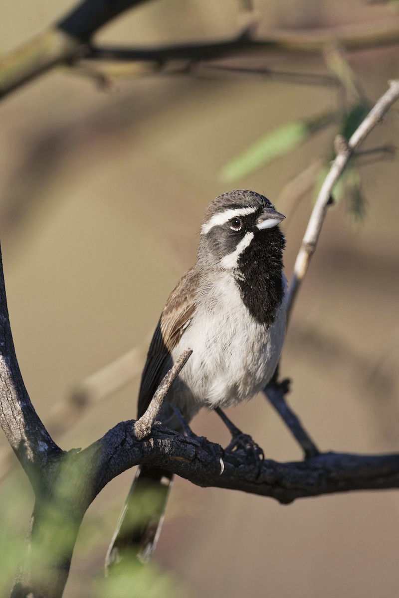 Black-throated Sparrow - ML620542774