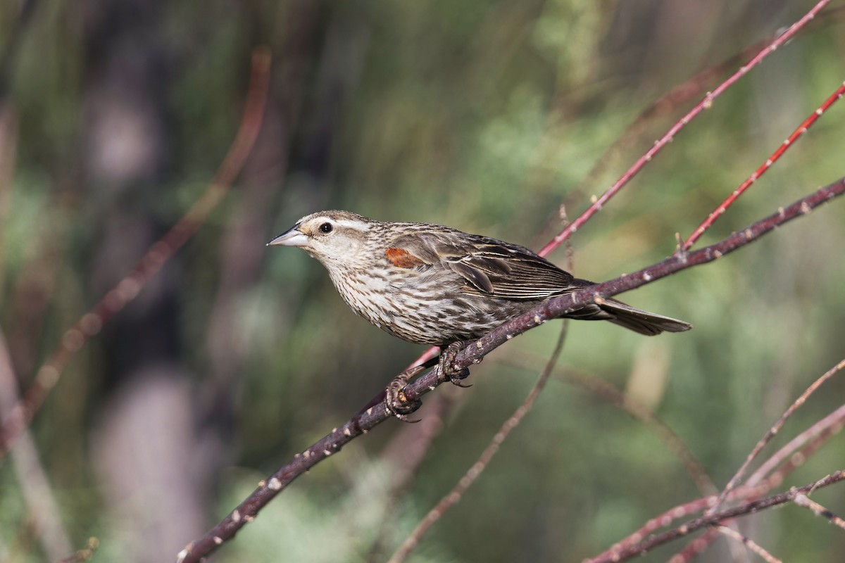 Red-winged Blackbird - ML620542778