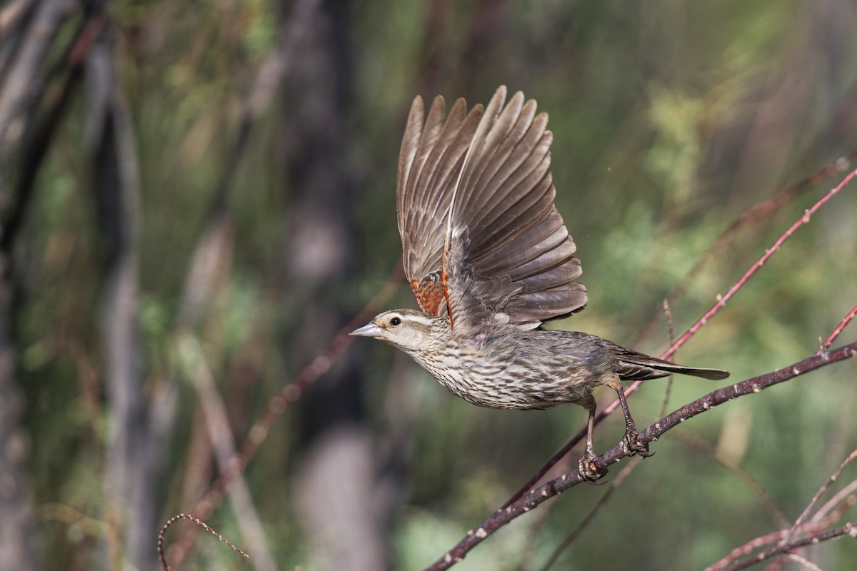 Red-winged Blackbird - ML620542779