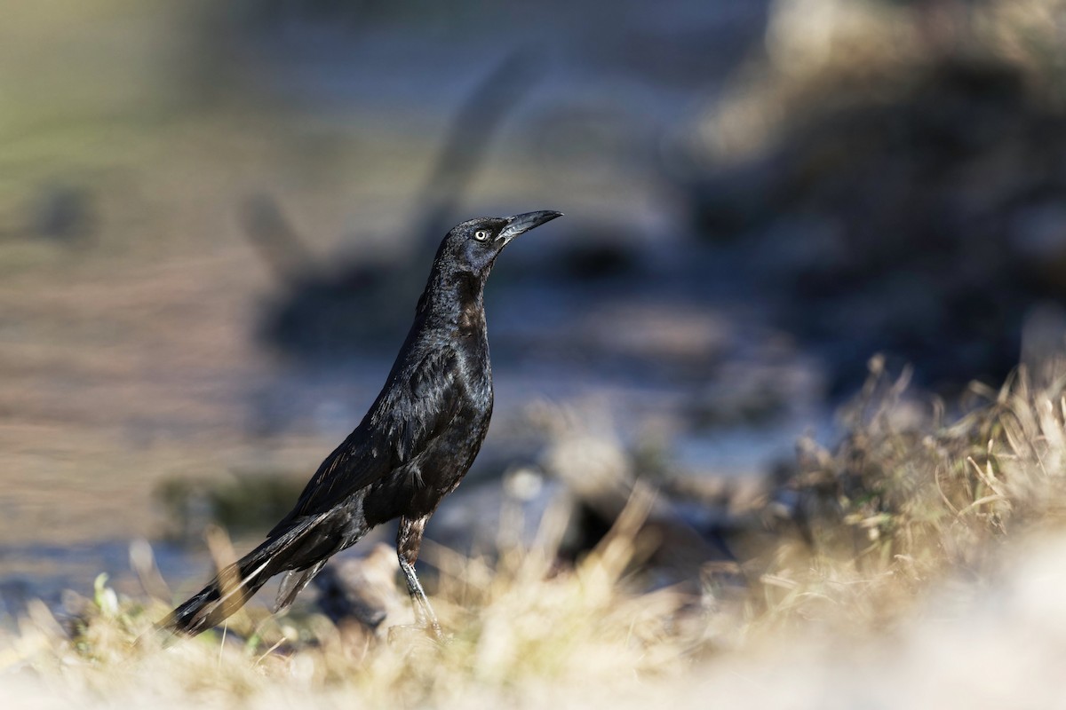Great-tailed Grackle - ML620542784