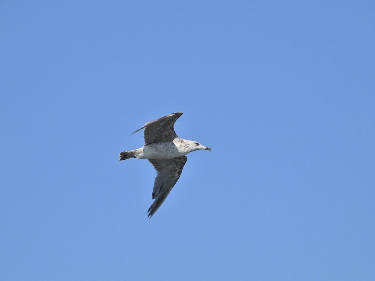 Yellow-legged Gull - Juanjo Cipriano