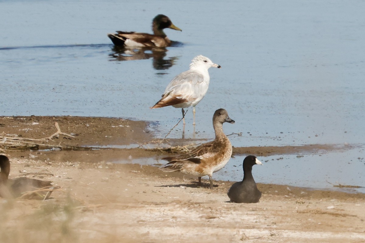 Ring-billed Gull - ML620542792