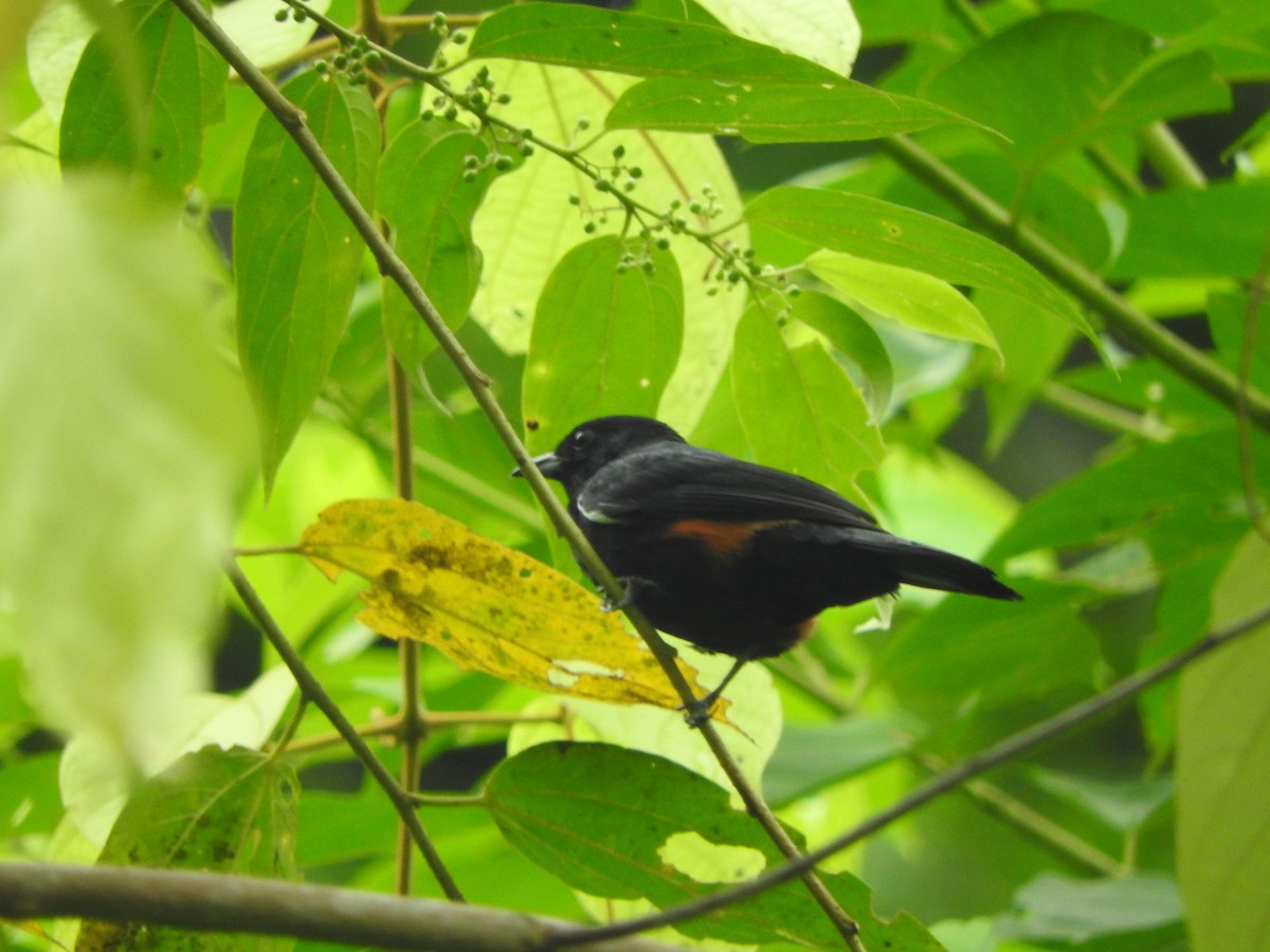 Fulvous-crested Tanager - ML620542794