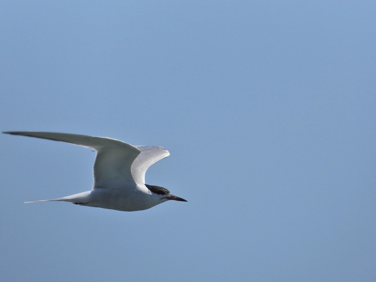 Common Tern - ML620542797