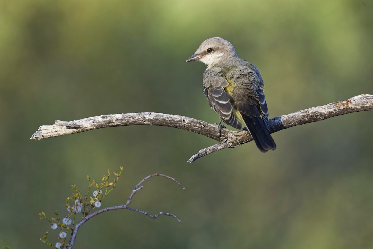 Western Kingbird - ML620542803