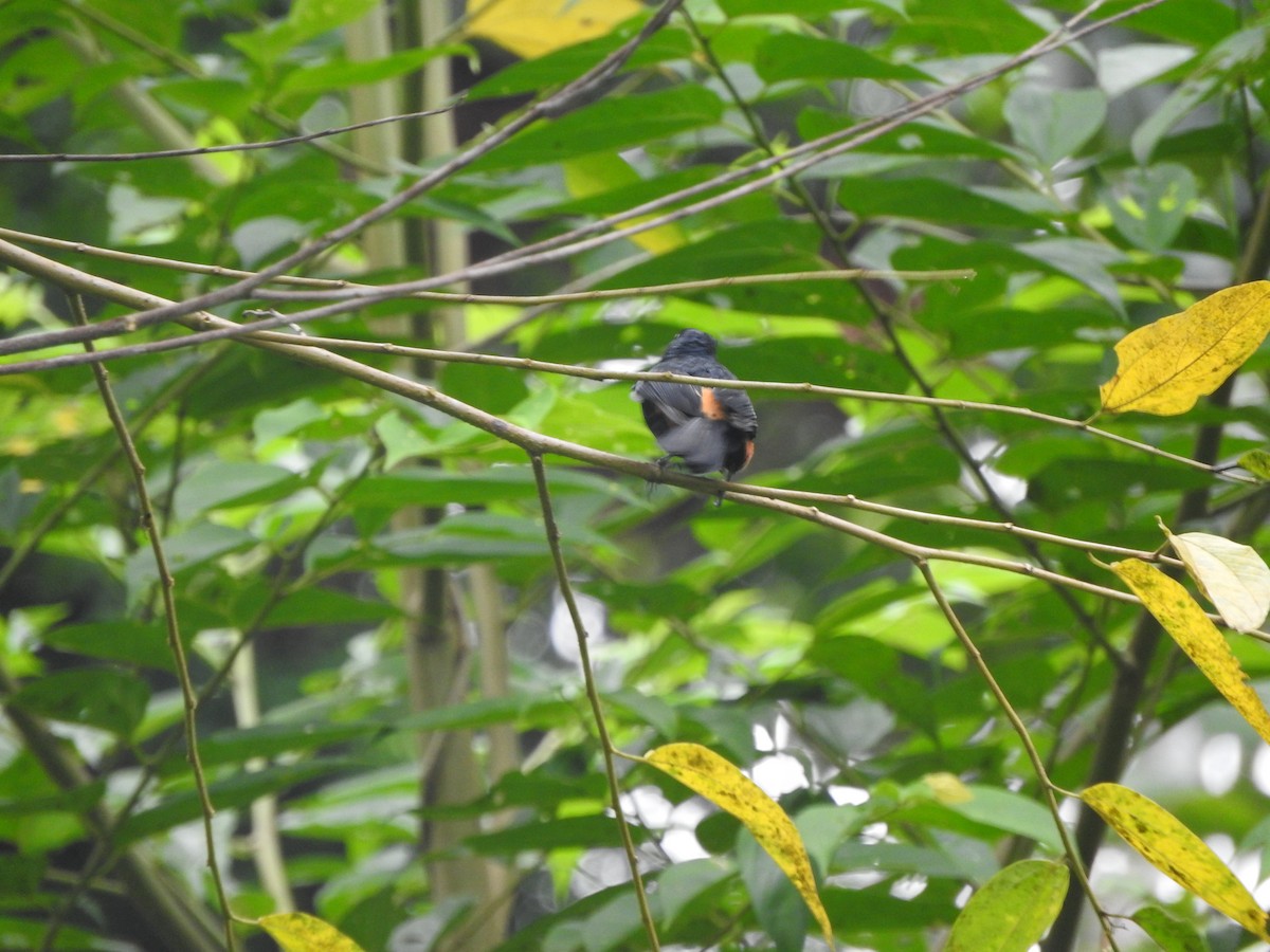 Fulvous-crested Tanager - ML620542813