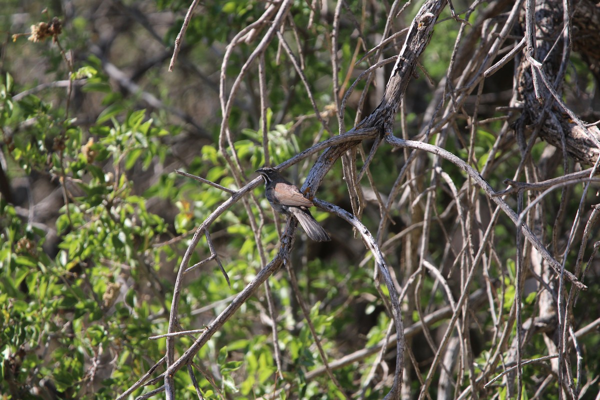 Five-striped Sparrow - ML620542825