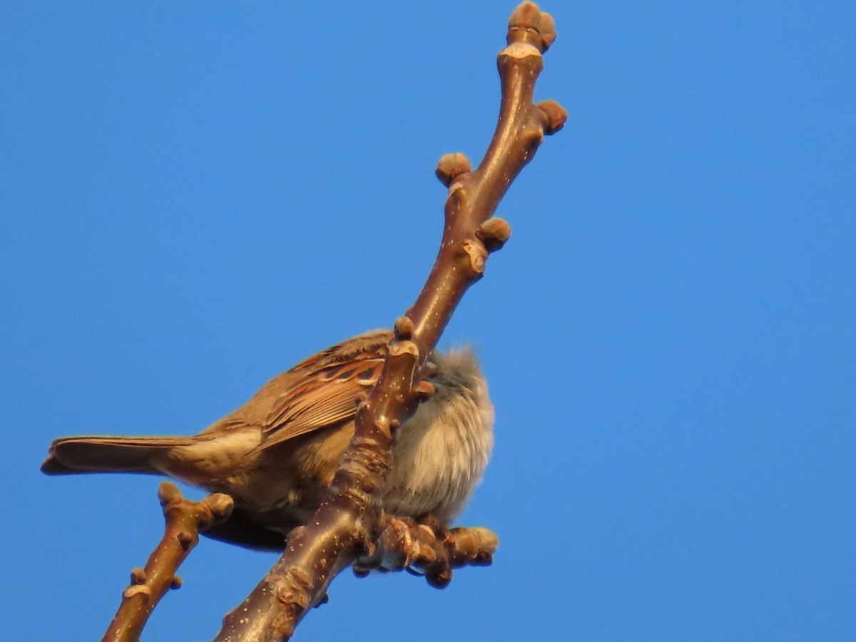 House Sparrow - ML620542830