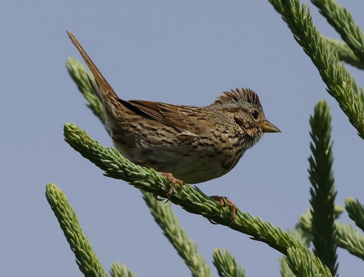 Lincoln's Sparrow - ML620542846