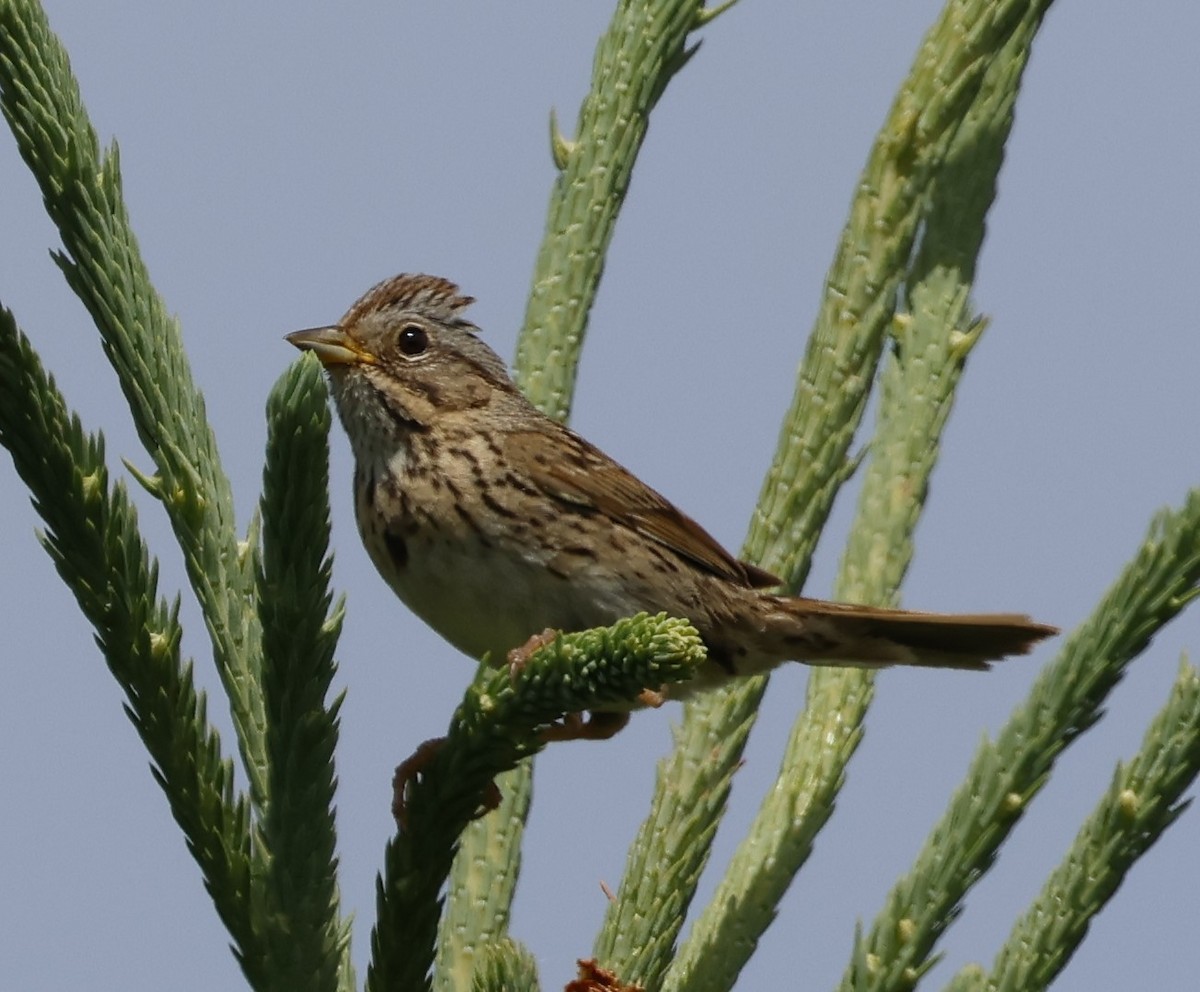 Lincoln's Sparrow - ML620542847