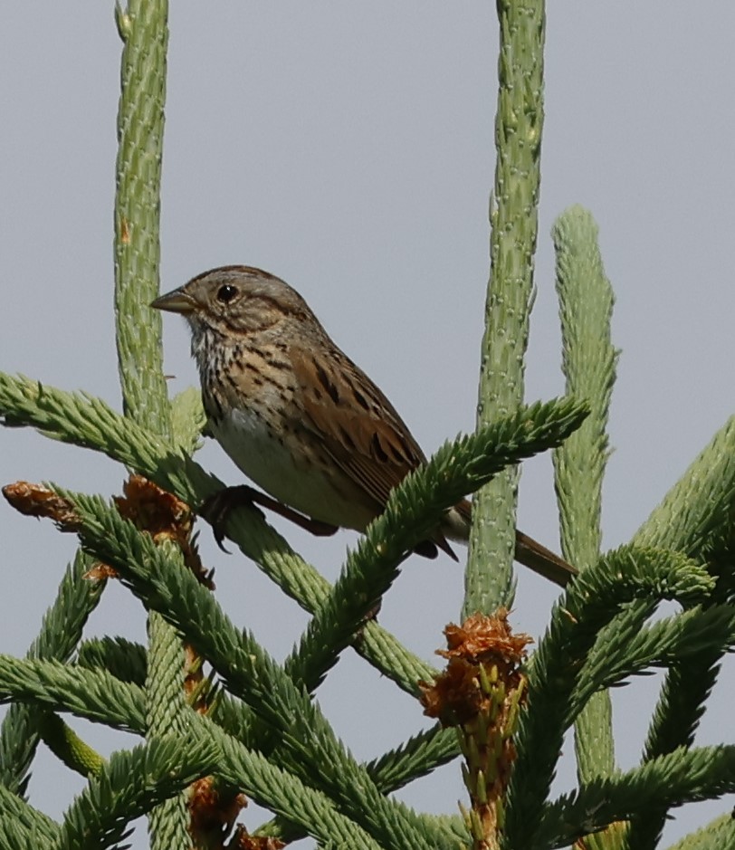 Lincoln's Sparrow - ML620542848