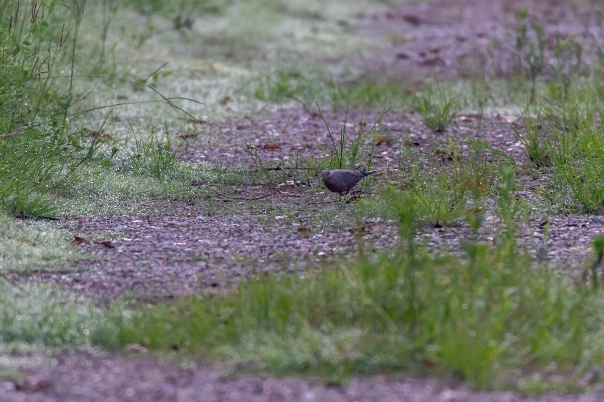 Mourning Dove - ML620542857