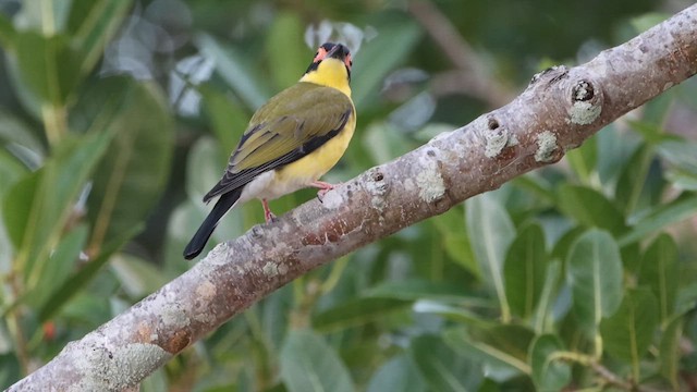 Australasian Figbird - ML620542864