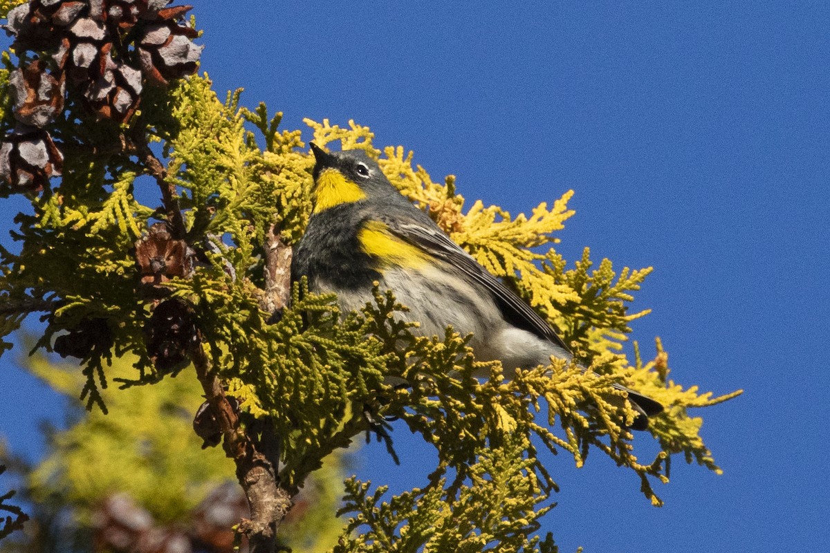 Yellow-rumped Warbler - ML620542876