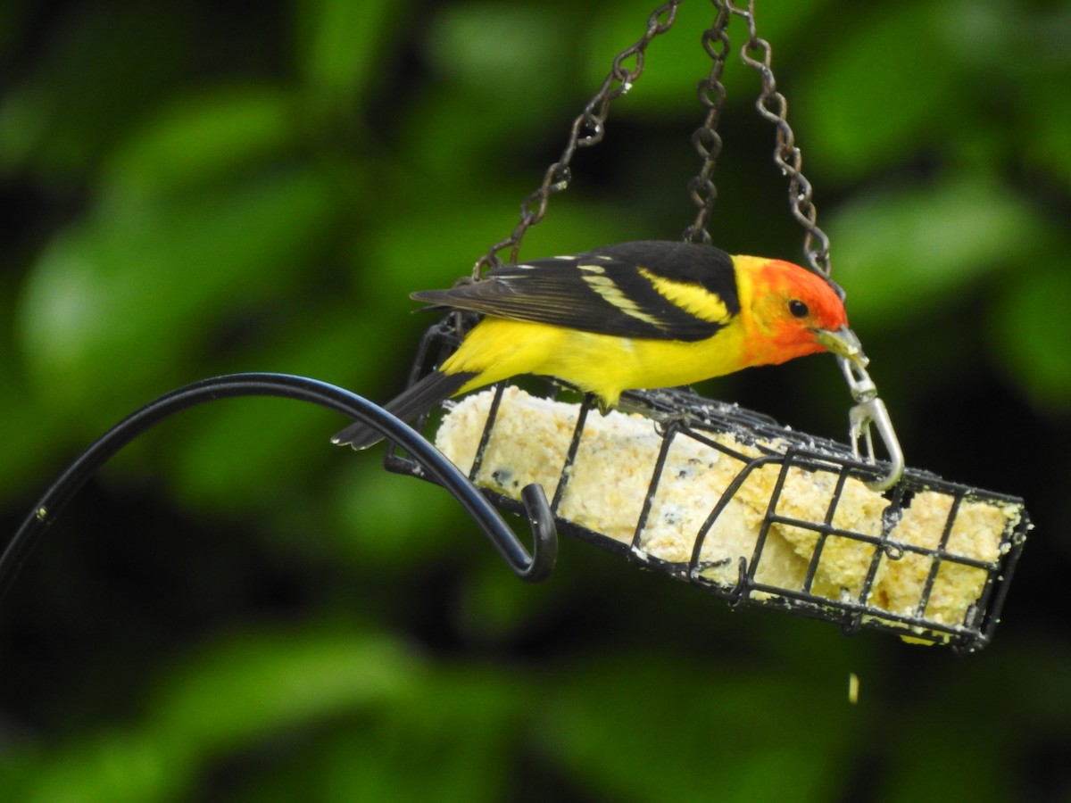 Western Tanager - ML620542879
