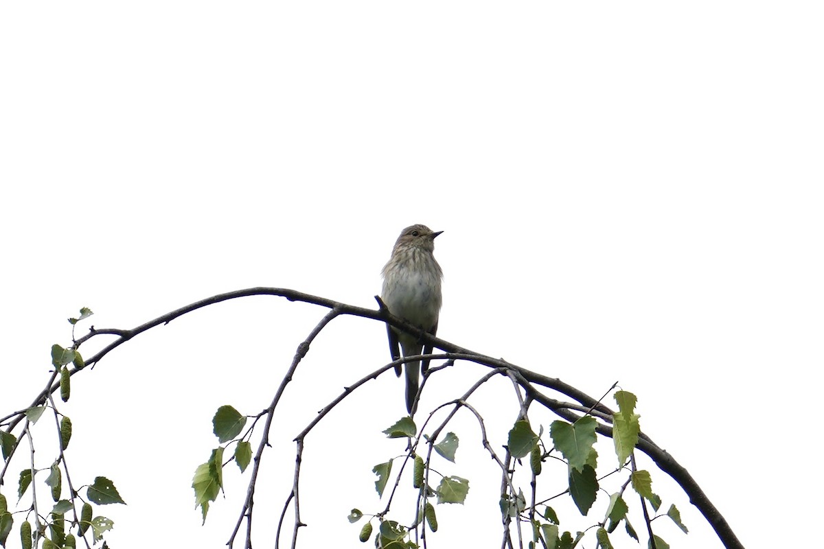 Spotted Flycatcher - ML620542882