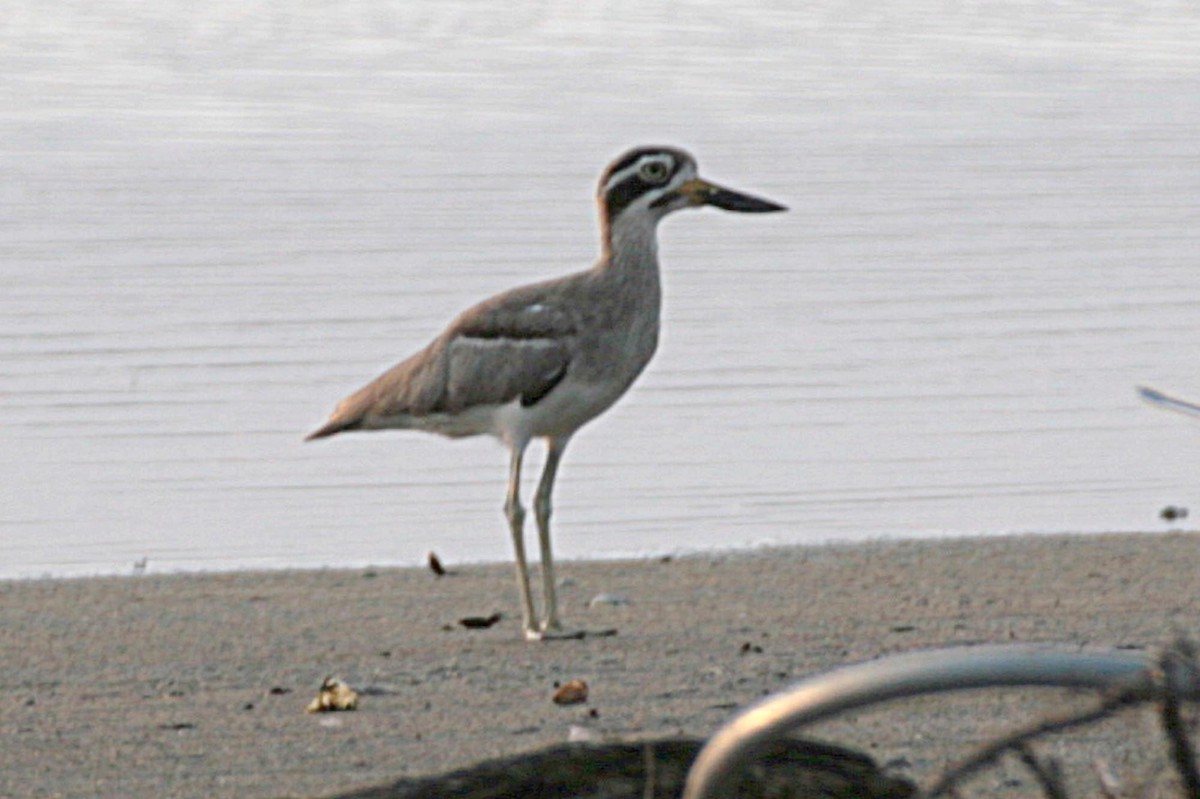 Great Thick-knee - ML620542889