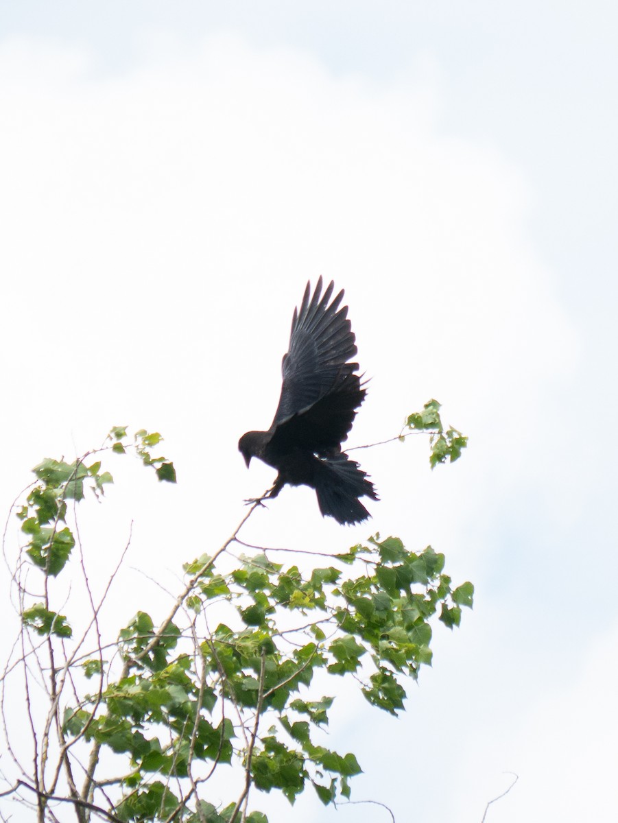 Common Raven - Max Merzdorf