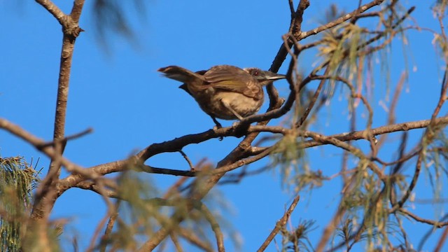 Helmeted Friarbird - ML620542906