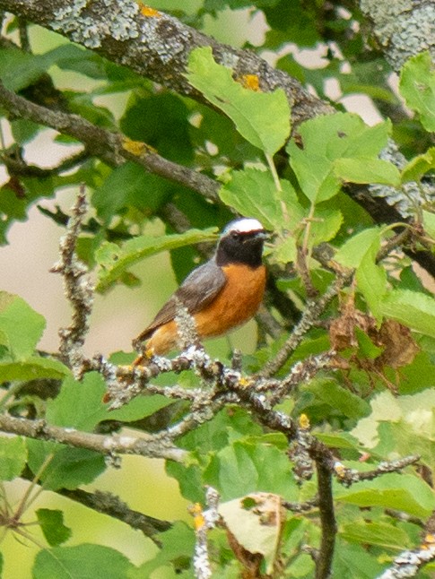 Common Redstart - Max Merzdorf