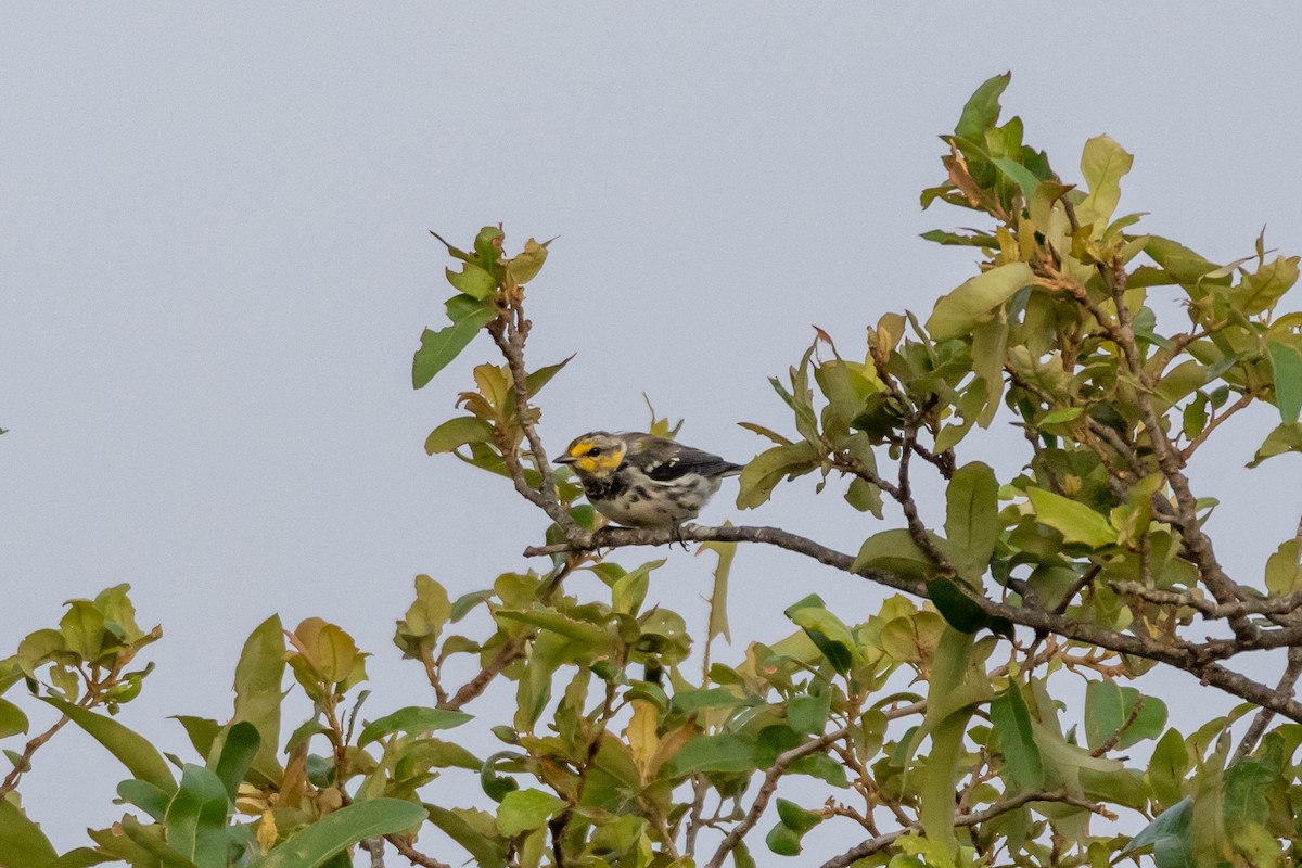 Golden-cheeked Warbler - ML620542916