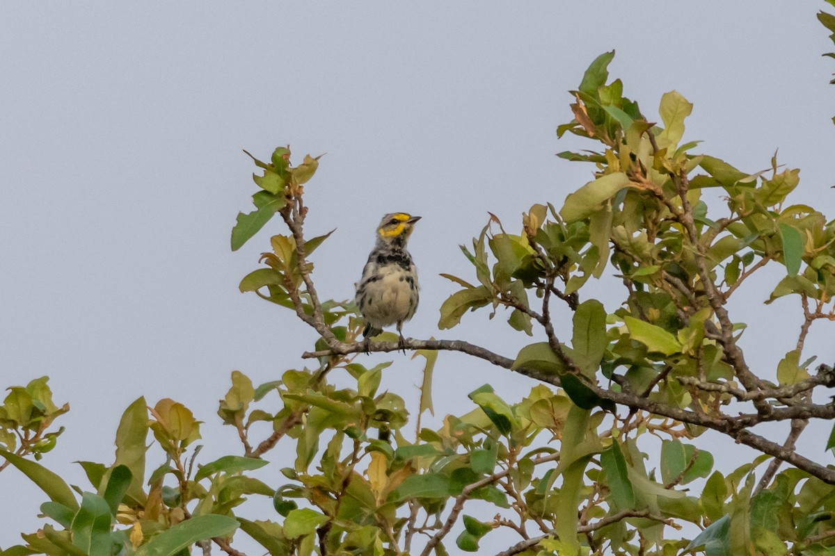 Golden-cheeked Warbler - ML620542917