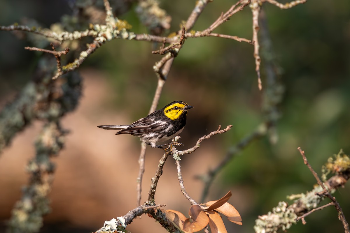 Golden-cheeked Warbler - ML620542922