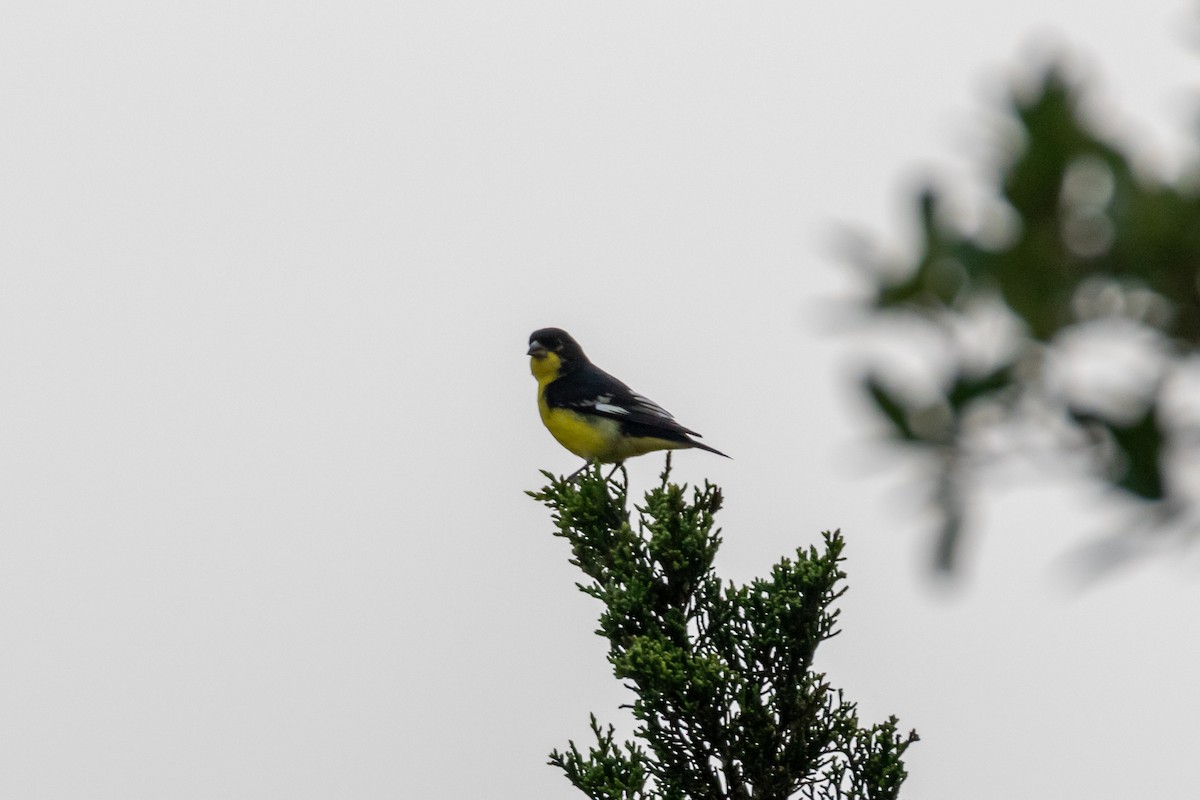 Lesser Goldfinch - ML620542928