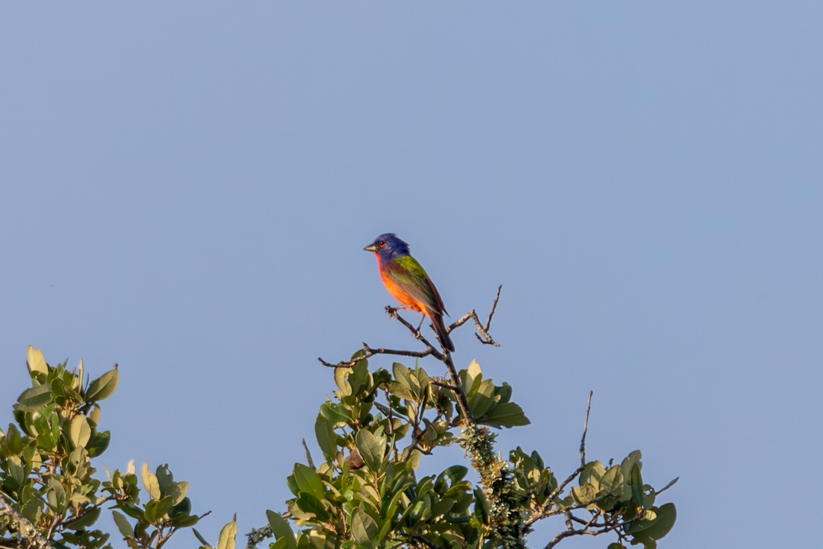 Painted Bunting - ML620542932