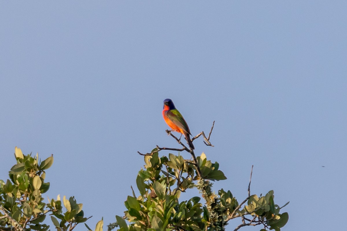 Painted Bunting - ML620542933