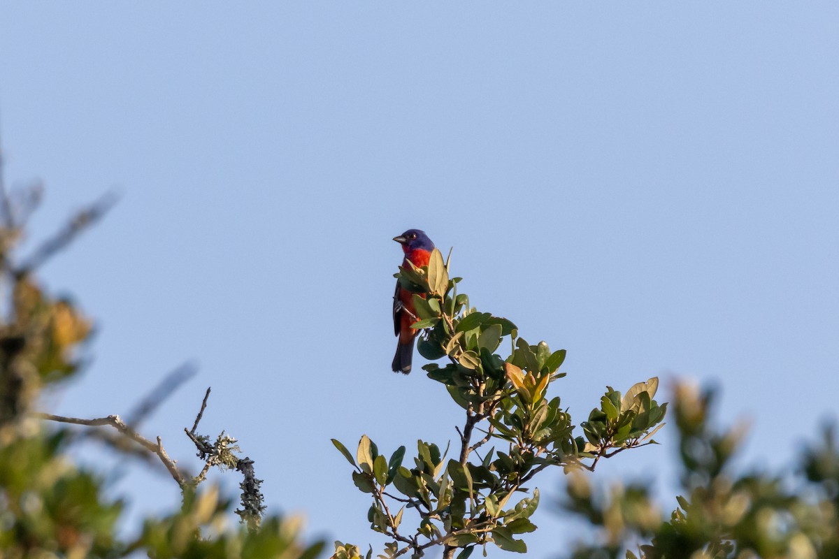 Painted Bunting - ML620542934