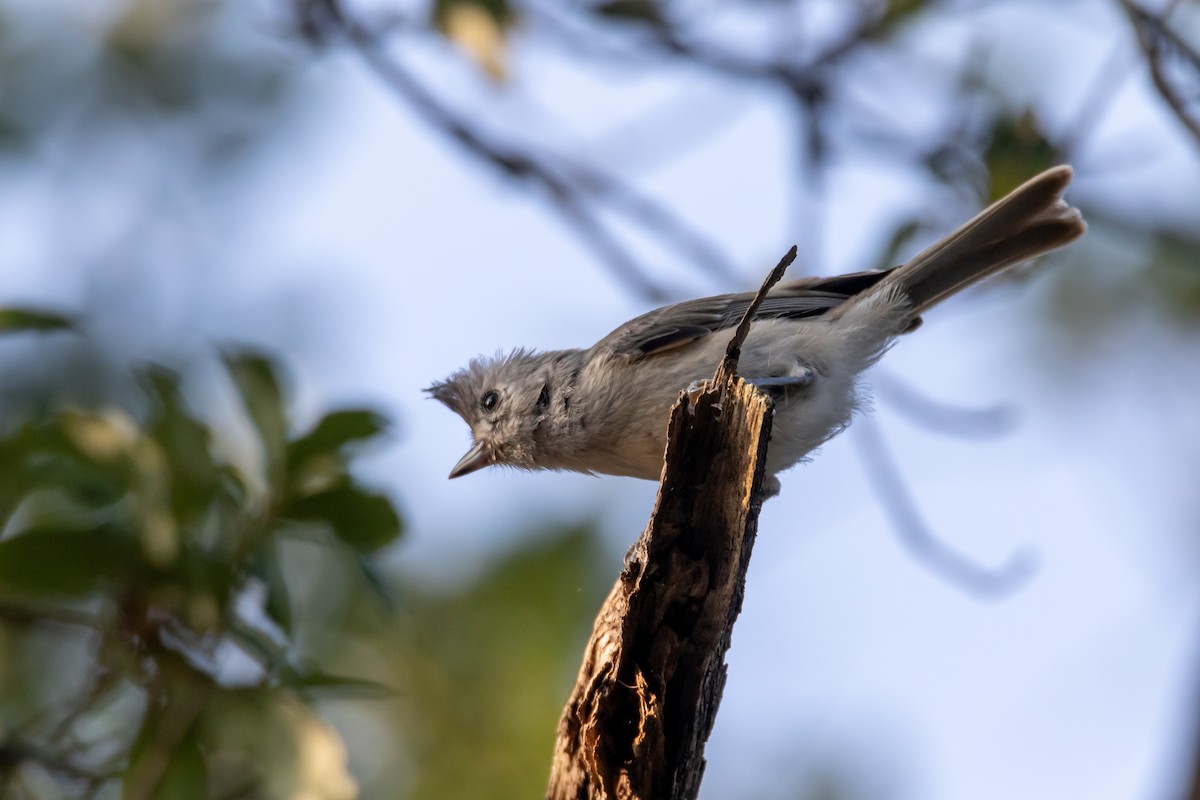 Tufted/Black-crested Titmouse - ML620542939