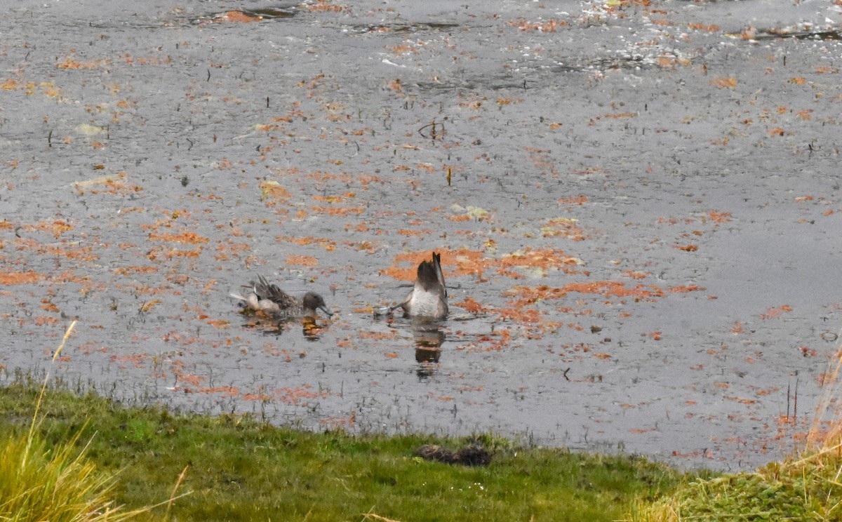 Andean Duck - ML620542947