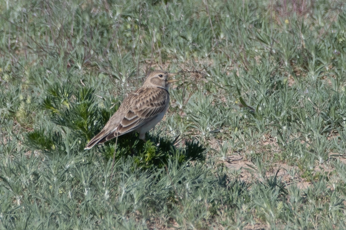 クロエリコウテンシ - ML620542954