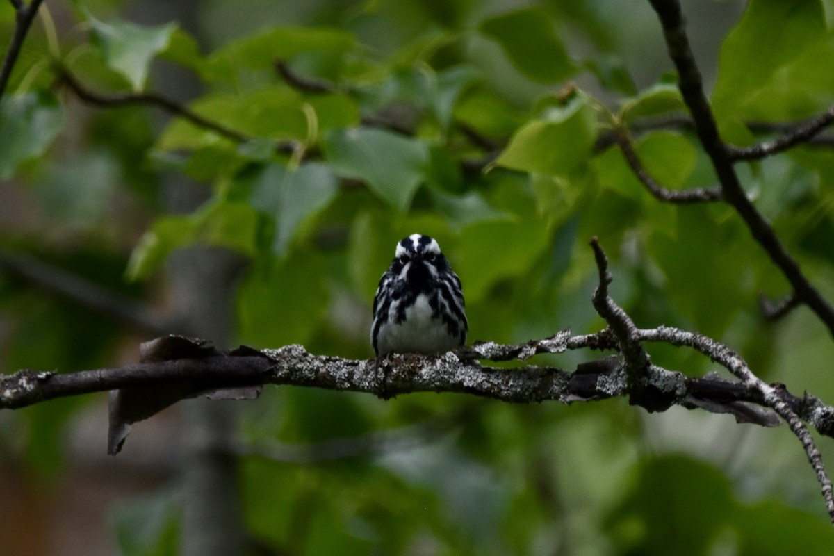 Black-and-white Warbler - ML620542957