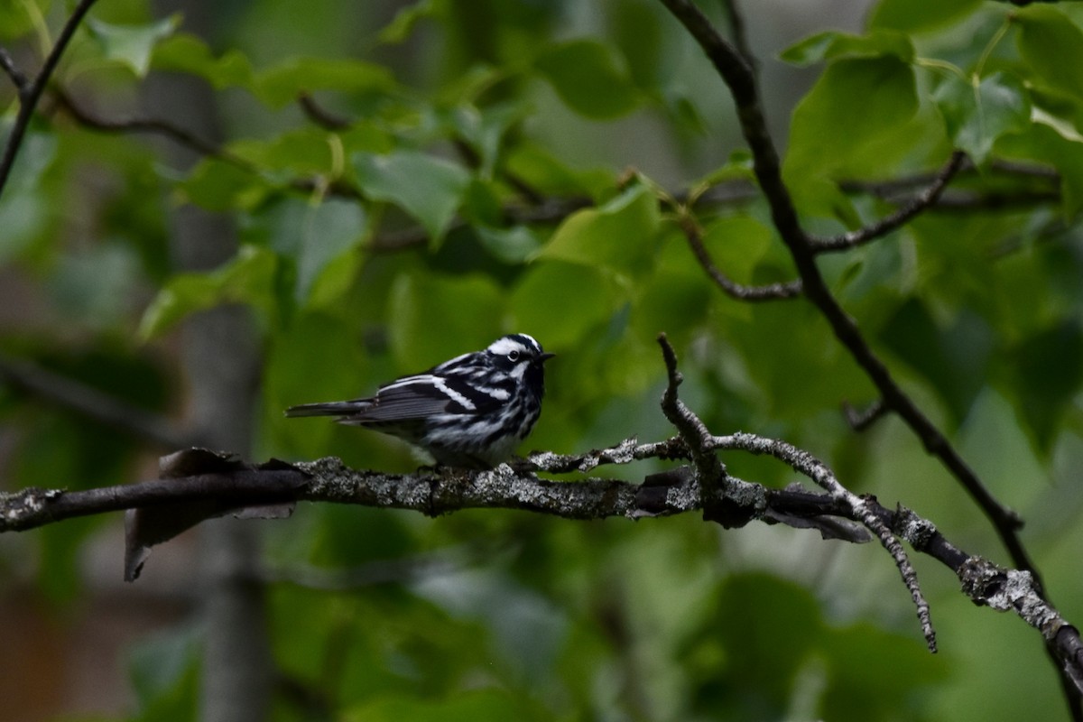 Black-and-white Warbler - ML620542958