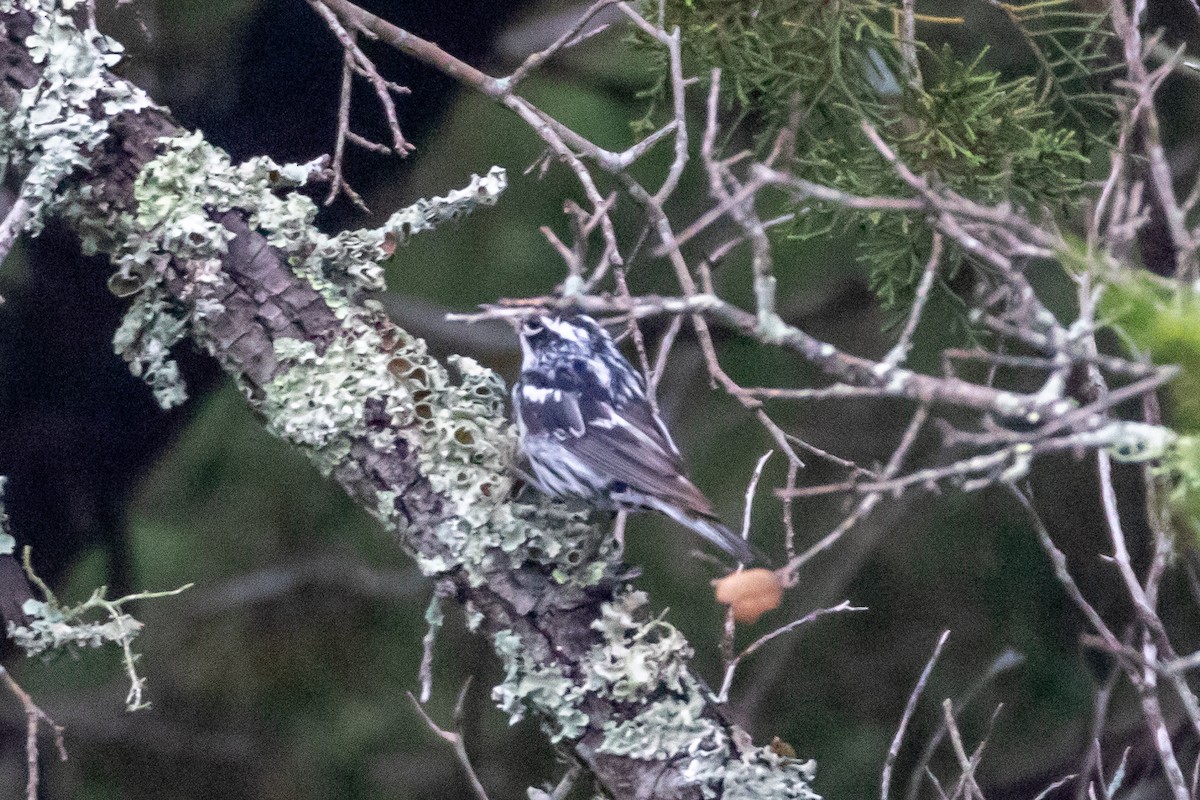Black-and-white Warbler - ML620542960