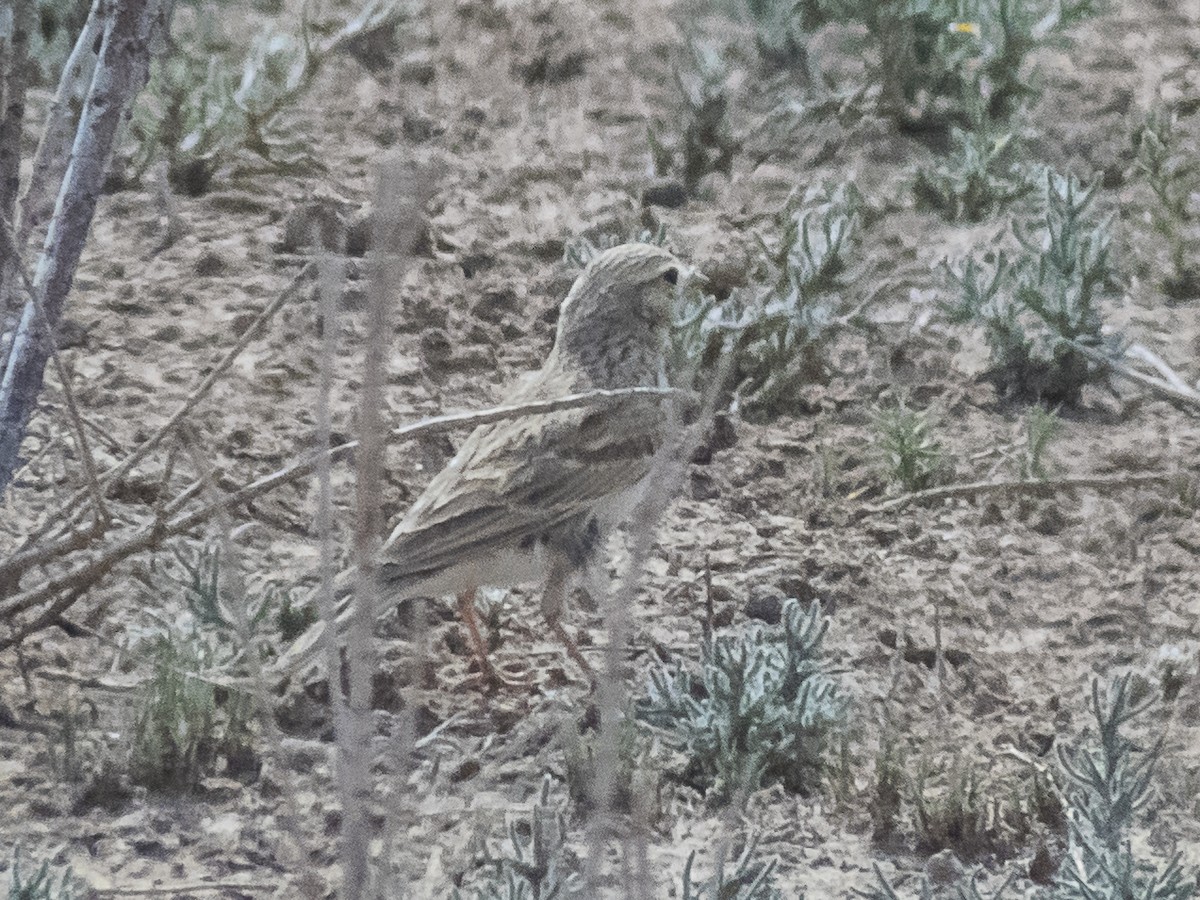 Greater Short-toed Lark - ML620542961