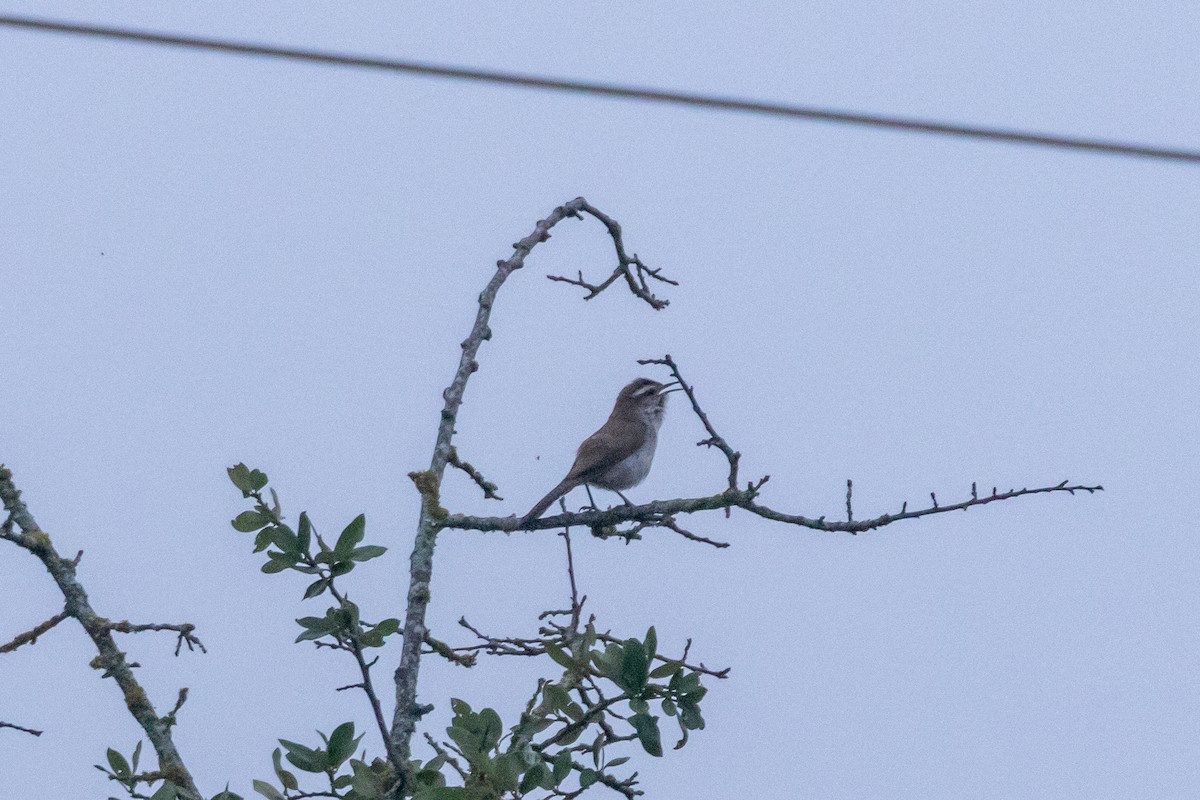 Bewick's Wren - ML620542967