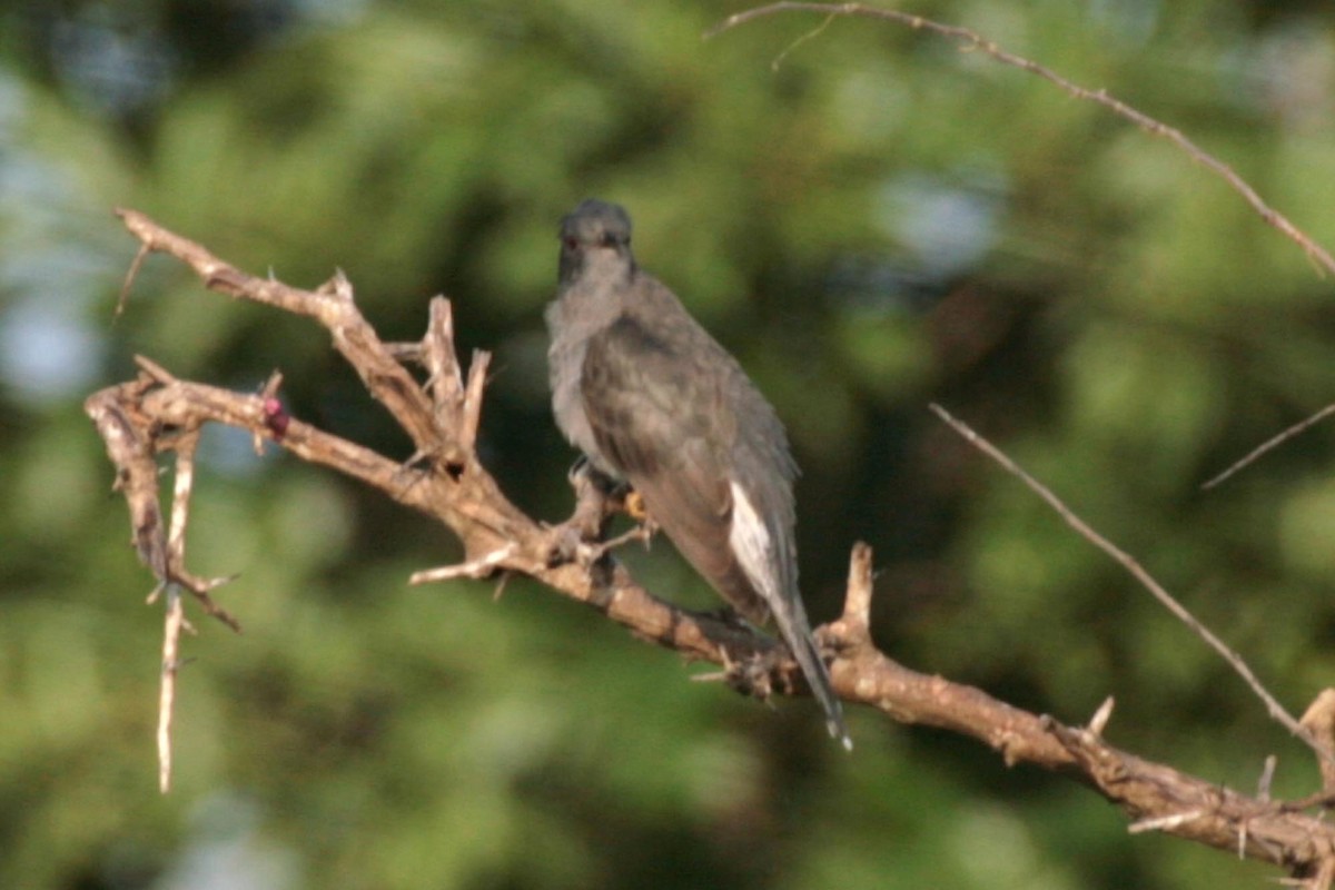 Gray-bellied Cuckoo - ML620542969