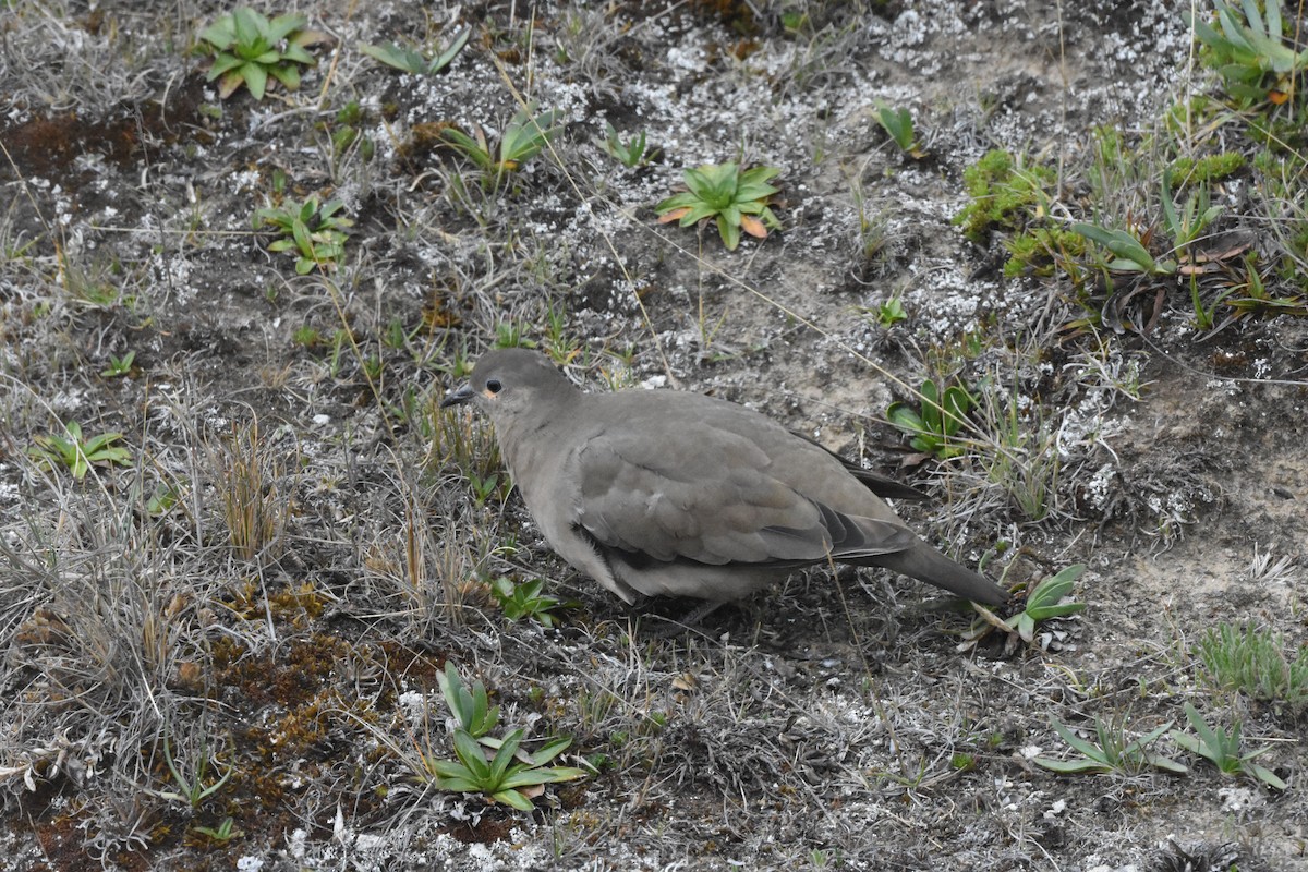 Black-winged Ground Dove - ML620542982