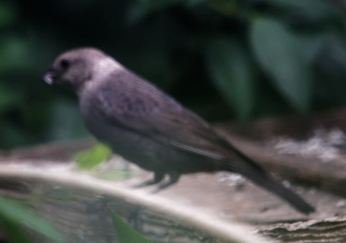 Brown-headed Cowbird - ML620542991