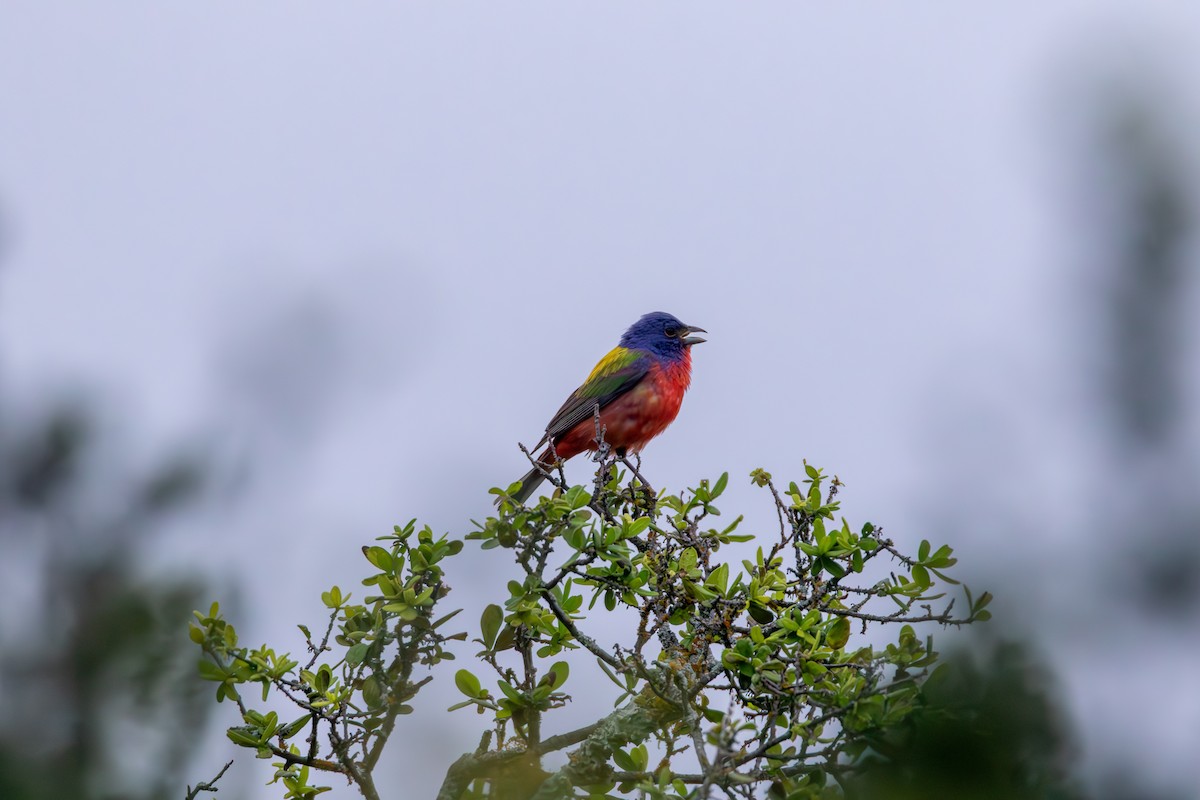 Painted Bunting - ML620542992